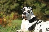 DOGUE ALLEMAND 873